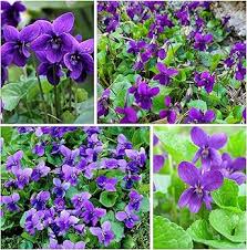 Heirloom Viola Odorata Flower Seeds for Planting – Non-GMO, High Germination Garden Seeds
