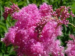 Pink Filipendula Rubra Flower Seeds for Planting – Hardy Variety Heirloom Non-GMO Seeds