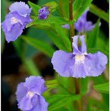 Heirloom Mimulus Ringens Flower Seeds for Planting – Non-GMO, High Germination Organic Garden Seeds