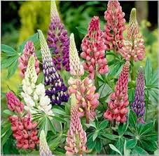 Mixed Lupine Flower Seeds for Planting – Heirloom, Non-GMO, Organic Garden Seeds