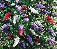 Heirloom Butterfly Bush Flower Seeds – Non-GMO, High Germination Organic Garden Seeds