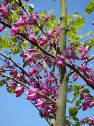 Heirloom Cercis Siliquastrum Flower Seeds for Planting – Non-GMO, Easy to Grow Organic Garden Seeds