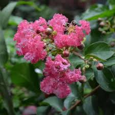 Pink Crape Myrtle Flower Seeds for Planting Heirloom Non-GMO High Germination Organic Garden Seeds