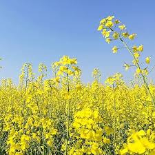 Yellow Rape Flower Seeds for Planting – Fragrant Blossoms, Heirloom, Non-GMO, High Germination, Organic Garden Seeds