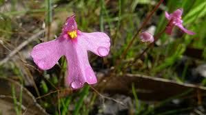 Pink Utricularia Flower Seeds for Planting – Heirloom, Non-GMO, Organic Garden Seeds
