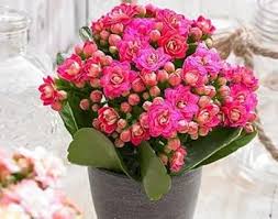 Pink Kalanchoe Flower Seeds for Planting – Heirloom, Non-GMO, Low Maintenance Organic Garden Seeds