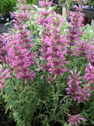 Agastache Mexicana Flower Seeds for Planting – Heirloom, Non-GMO, Hardy Variety Organic Garden Seeds