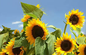 Yellow Hybrid Sunflower Seeds – Non-GMO, High Germination Heirloom Organic Garden Seeds