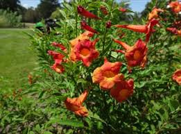 Orange Tecoma Jubilee Flower Seeds for Planting – Heirloom, Non-GMO, Organic Garden Seeds