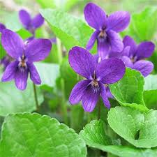 Viola Charlotte Flower Seeds for Planting – Heirloom, Non-GMO, Seasonal Bloomer Organic Garden Seeds