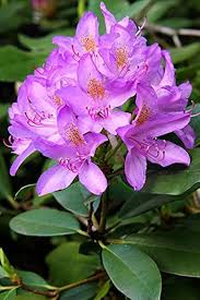 Heirloom Rhododendron Flower Seeds for Planting – Cottage Garden Essential, Non-GMO, High Germination Organic Garden Seeds
