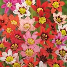 Sparaxis Tricolor Rose Flower Seeds for Planting – Colorful Heirloom, Non-GMO, High Germination Garden Seeds