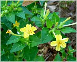 Yellow Mirabilis Flower Seeds for Planting – Heirloom, Non-GMO, Pollinator Friendly Organic Garden Seeds