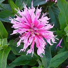 Pink Monarda Flower Seeds for Planting | Heirloom Non-GMO Organic Garden Seeds