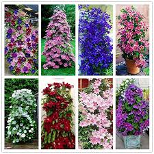 Clematis Climbing Flower Seeds – Heirloom, Non-GMO, Vibrant Colors Organic Garden Seeds for Planting