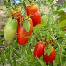 San Marzano Tomato Seeds for Planting – Heirloom Non-GMO Red-Yellow Variety – Organic Garden Seeds, High Germination