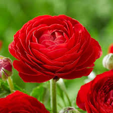 Ranunculus Asiaticus Flower Seeds for Planting – Easy to Grow, Heirloom, Non-GMO, High Germination Organic Garden Seeds