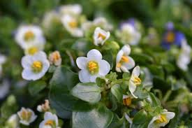 White African Violet Flower Seeds for Planting – Heirloom, Non-GMO, High Germination Organic Garden Seeds