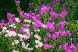 Drosanthemum Hispidum Flower Seeds for Planting – Heirloom, Non-GMO, Wildflower Mix Organic Garden Seeds