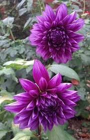 Violet Dahlia Flower Seeds for Planting – Heirloom, Non-GMO, Compact Growth Organic Garden Seeds