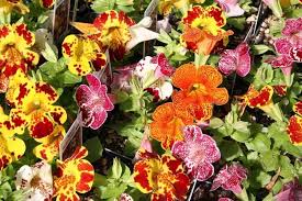 Mimulus Flower Seeds for Planting – Sun Loving, Heirloom, Non-GMO, High Germination Organic Garden Seeds