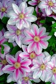 Pink-White Clematis Flower Seeds for Planting – Premium Quality, Heirloom & Non-GMO, High Germination
