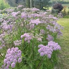 Chaerophyllum Flower Seeds for Planting Heirloom Non-GMO High Germination Organic Garden Seeds