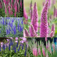 Veronica Flower Seeds for Planting – Pollinator Friendly, Heirloom, Non-GMO, High Germination Garden Seeds