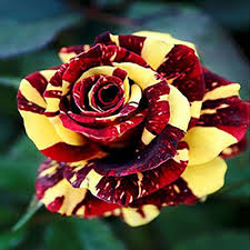 Rare Dragon Rose Flower Seeds for Planting – Heirloom, Non-GMO, High Germination