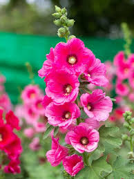 Holly Hock Flower Seeds for Planting Heirloom Non-GMO High Germination Organic Garden Seeds