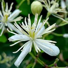 Clematis Montana Flower Seeds for Planting – Pollinator Friendly Heirloom Non-GMO High Germination Organic Garden Seeds