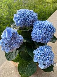 Sea Blue Hydrangea Flower Seeds for Planting | Heirloom Non-GMO High Germination