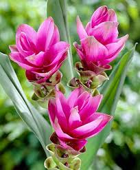 Curcumae Flower Seeds for Planting – Heirloom, Non-GMO, Wildflower Mix Organic Garden Seeds