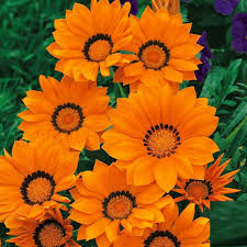 Dark Yellow Gazania Flower Seeds for Planting – Heirloom, Non-GMO, Pollinator Friendly Garden Seeds