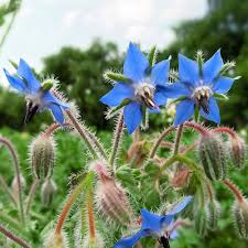 Heirloom Borago Officinalis Flower Seeds for Planting – Non-GMO, Hardy Organic Garden Seeds