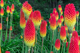 Red Yellow Poker Flower Seeds for Planting – Heirloom, Non-GMO, High Germination Organic Garden Seeds