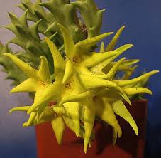 Orbea Lutea Succulent Flower Seeds – Heirloom, Non-GMO, Low Maintenance Organic Garden Seeds for Planting