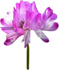 Astragalus Crassicarpus Flower Seeds for Planting – Bright Blooms Heirloom Non-GMO High Germination Organic Garden Seeds