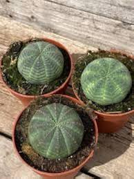 Heirloom Euphorbia Obesa Flower Seeds – Non-GMO, High Germination Organic Garden Seeds