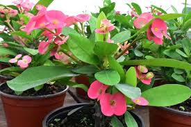 Euphorbia Milii Flower Seeds for Planting – Heirloom, Non-GMO, Compact Growth Organic Garden Seeds