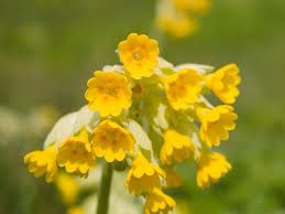 Heirloom Veris Flower Seeds for Planting – Wildflower Mix, Non-GMO, High Germination Organic Garden Seeds