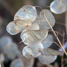 Lunaria Flower Seeds for Planting Heirloom Non-GMO High Germination Organic Garden Seeds