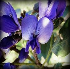 Secundiflora Flower Seeds for Planting – Drought Tolerant, Heirloom, Non-GMO, High Germination
