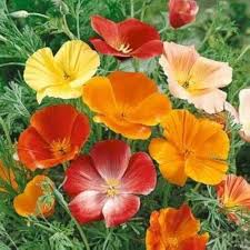 Cali Flower Seeds for Planting – Colorful Display, Heirloom, Non-GMO, High Germination Organic Garden Seeds
