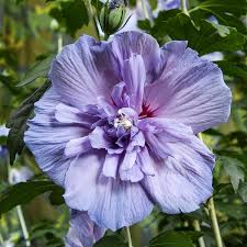 Violet Perennial Flower Seeds for Planting – Heirloom, Non-GMO, Perfect for Borders Organic Garden Seeds