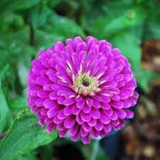 Deep Purple Zinnia Flower Seeds for Planting | Heirloom Non-GMO High Germination Organic Garden Seeds