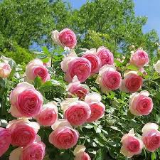 Pink Lonza Gemstone Flower Seeds for Planting – Heirloom, Non-GMO, Sun-Loving Garden Seeds