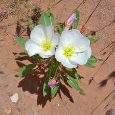White Oenothera Flower Seeds for Planting – Heirloom, Non-GMO, High Germination Organic Garden Seeds