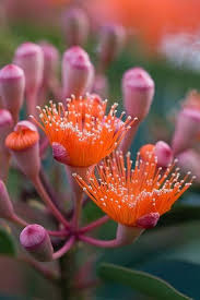 Heirloom Corymbia Ficifolia Flower Seeds for Planting – Non-GMO, High Germination Organic Garden Seeds