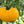Vegetable Seeds,Garden seeds, Seeds For Planting,Plant Seeds